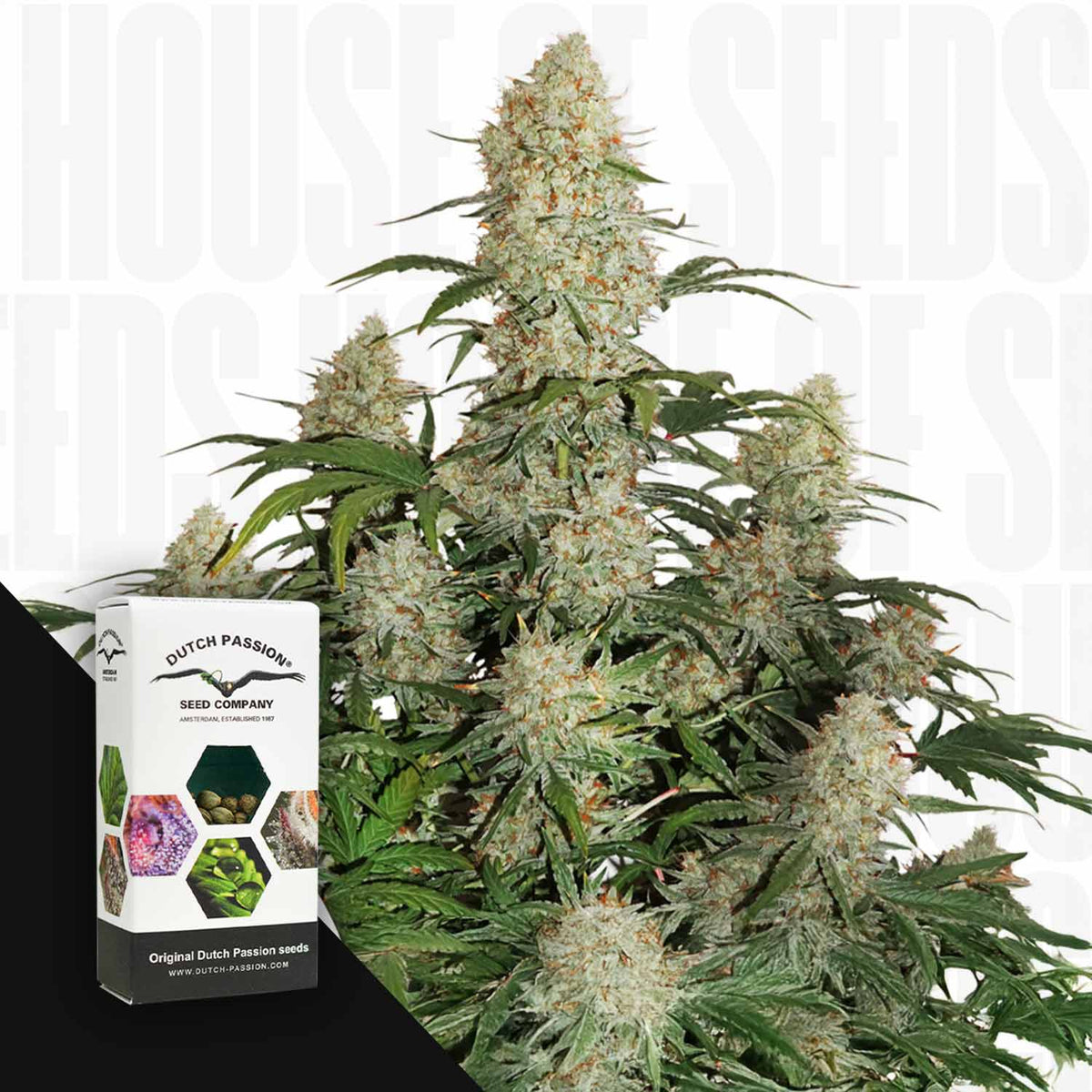 Dutch Passion - Auto Critical Orange Punch