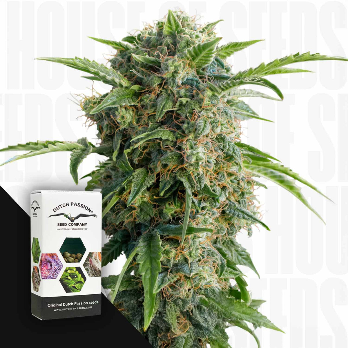 Dutch Passion - Auto Daiquiri Lime
