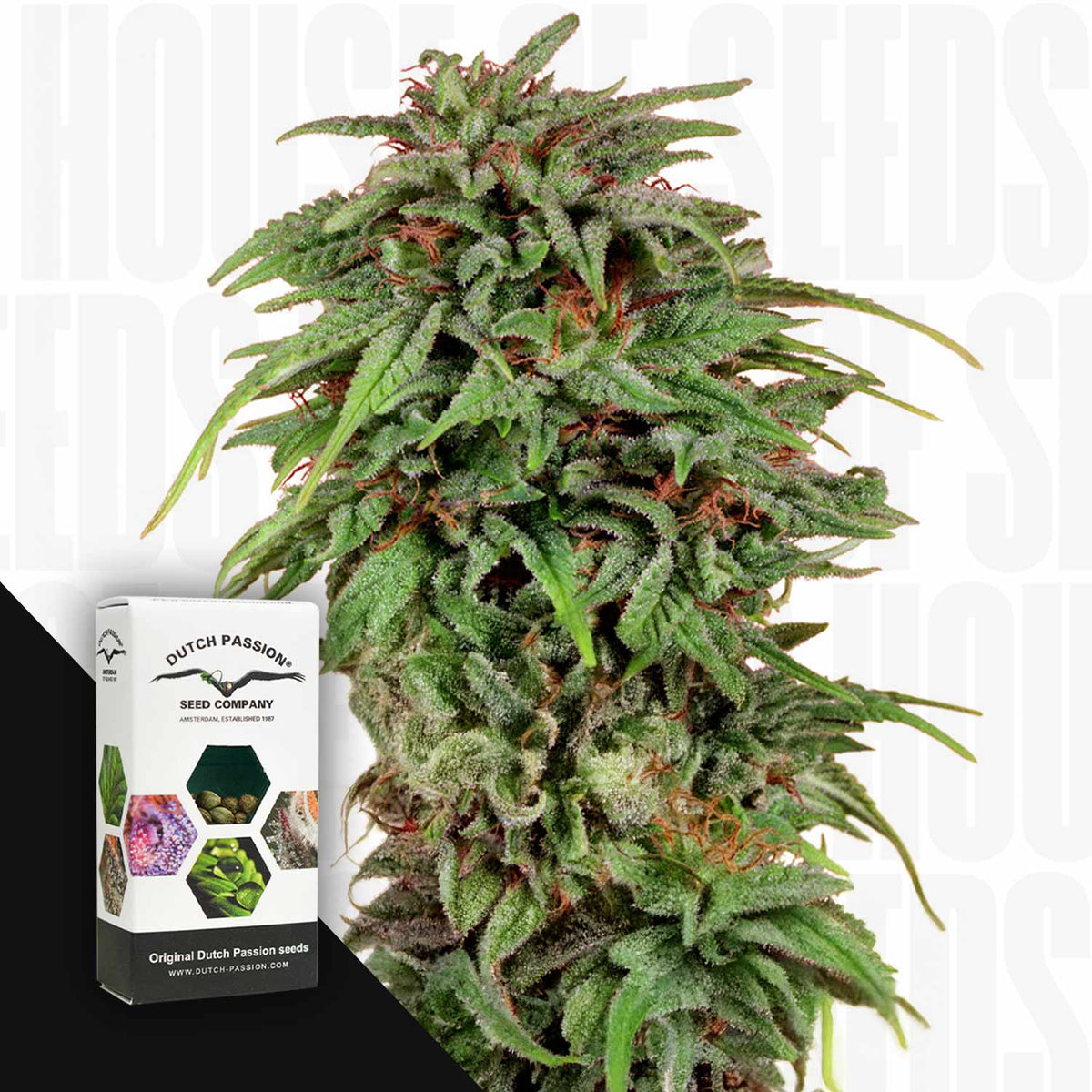 Dutch Passion - Durban Poison – 3 Samen