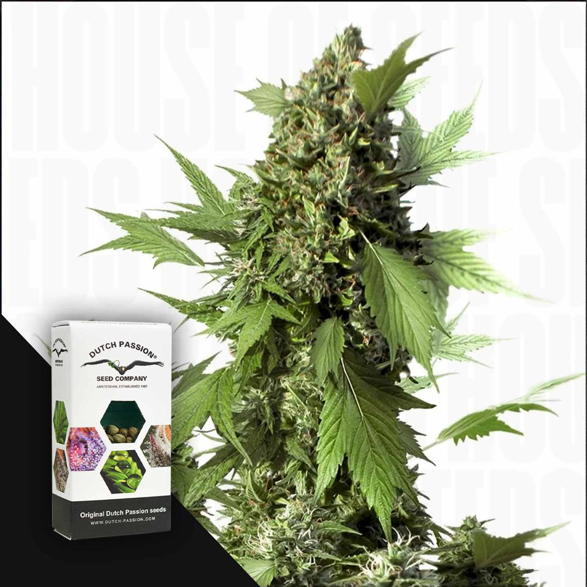 Dutch Passion - Auto Duck
