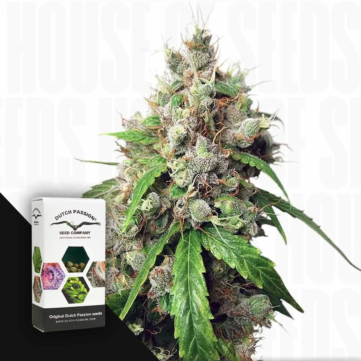 Dutch Passion - Auto Euforia
