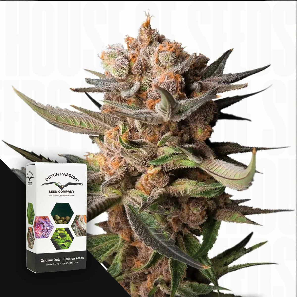 Dutch Passion - Auto Frozen Biscotti