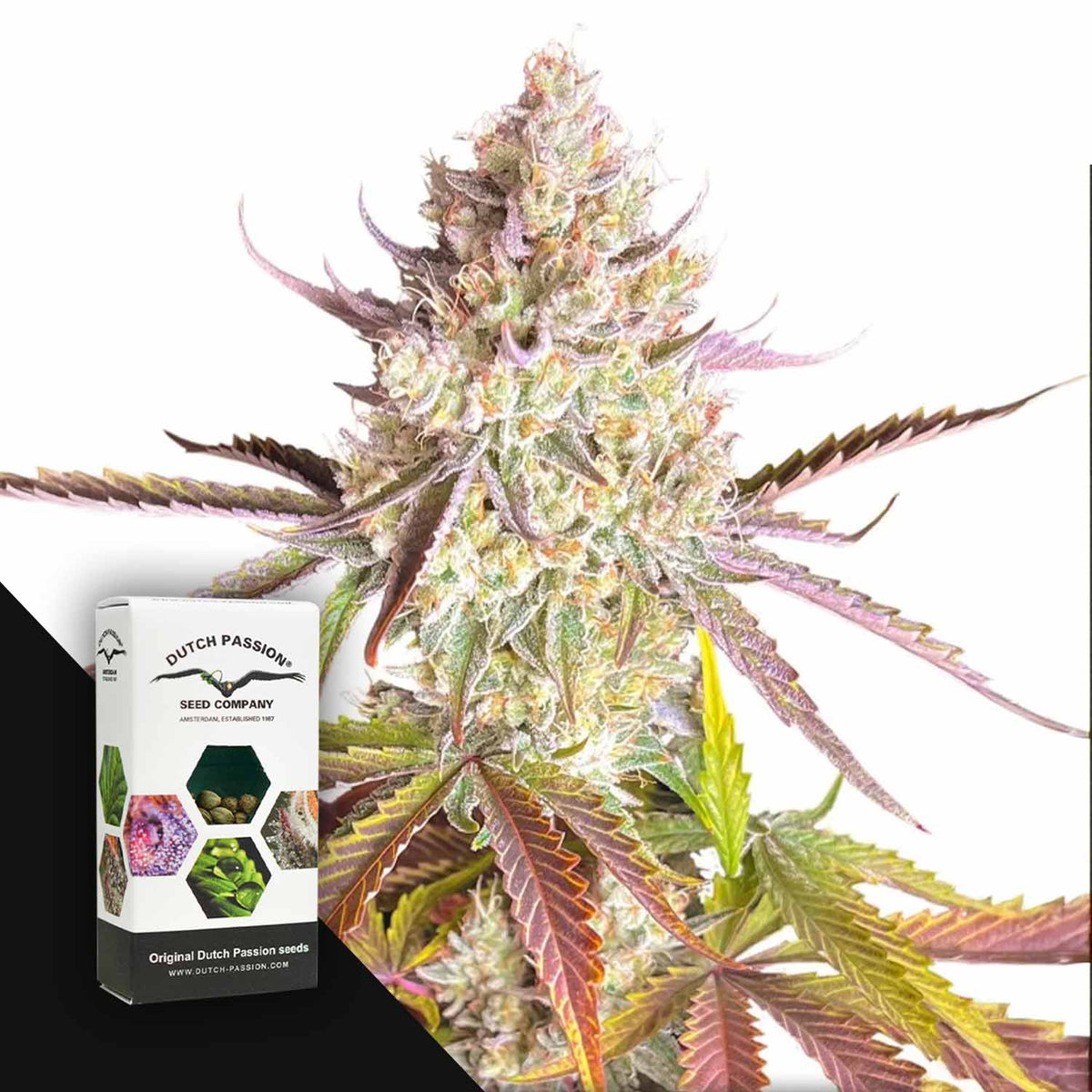 Dutch Passion - Fruit Bomb Punch – 3 Samen