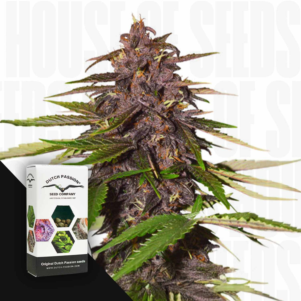 Dutch Passion - Auto Forbidden Cherry