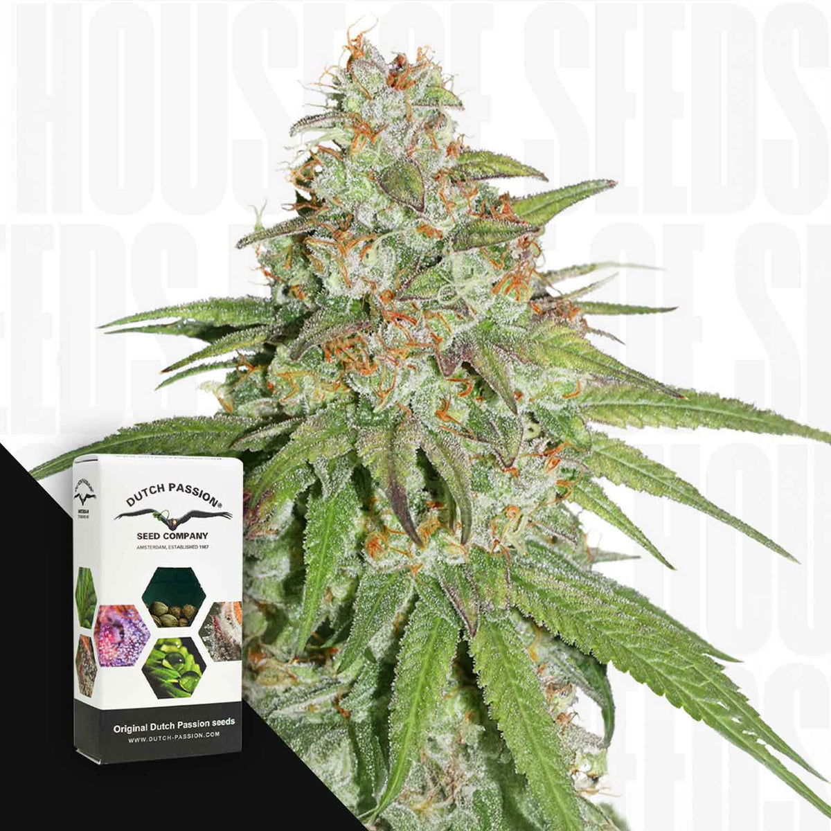 Dutch Passion - Glueberry O.G. – 3 Samen