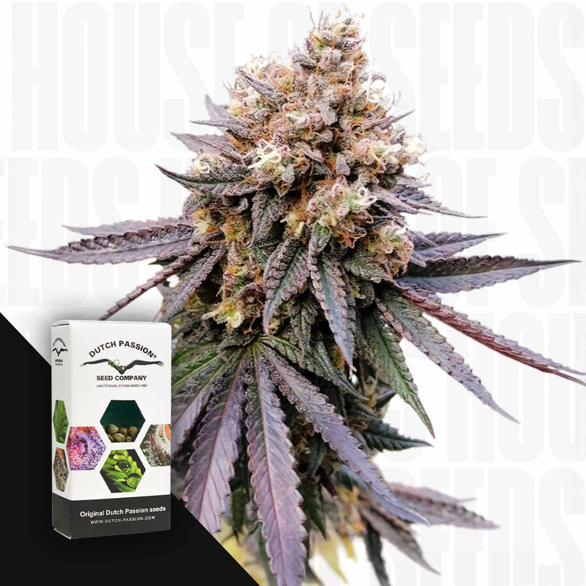 Dutch Passion - GMO Fast – 3 Samen