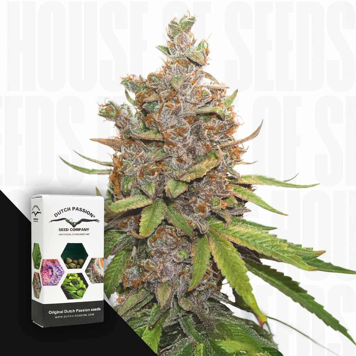 Dutch Passion - Auto Glueberry O.G.