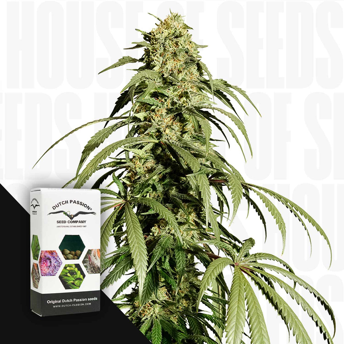 Dutch Passion - Ice Cream Haze – 3 Samen