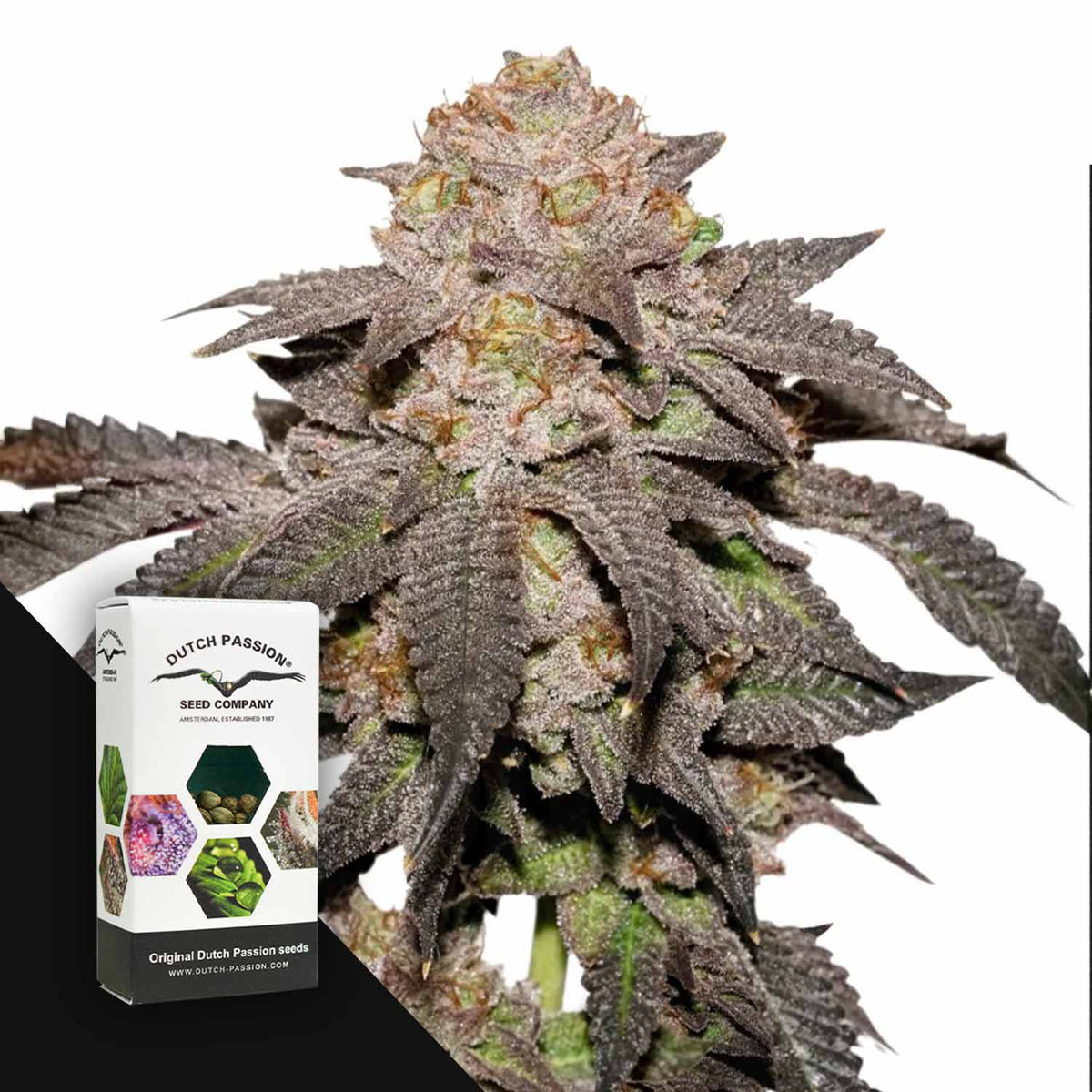 Dutch Passion - Kingston Punch – 3 Samen