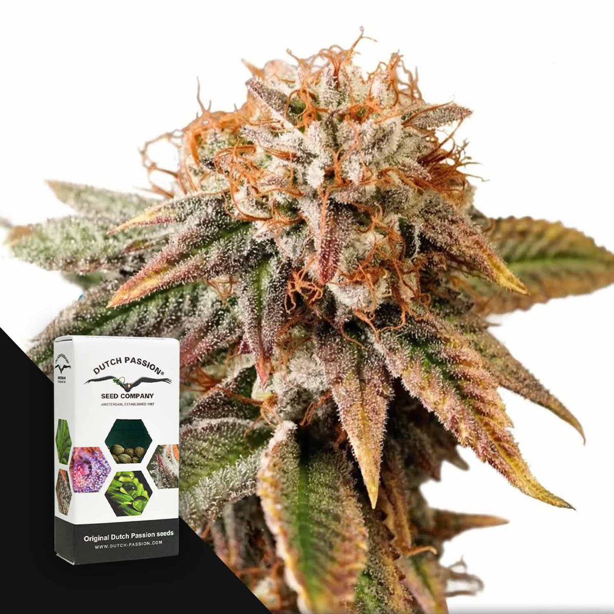 Dutch Passion - Auto Kingston Punch