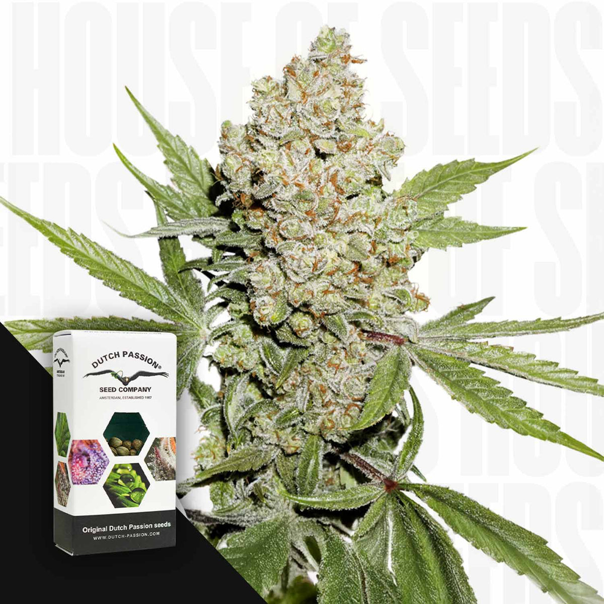 Dutch Passion - Auto Lemon Kix