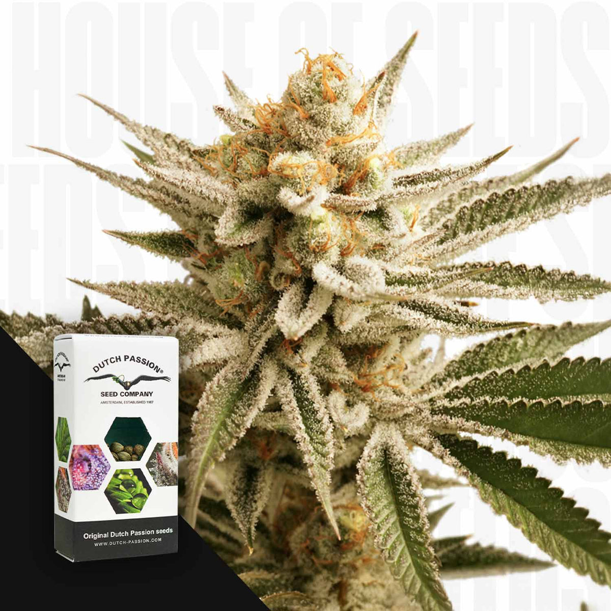 Dutch Passion - Lemon Z – 3 Samen