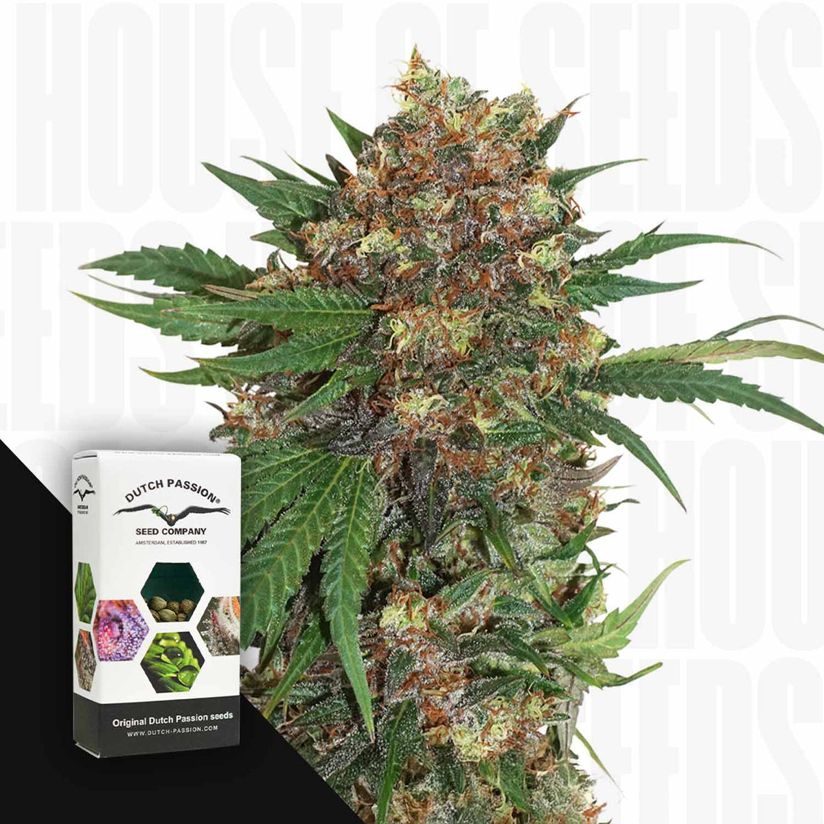 Dutch Passion - Master Kush – 3 Samen