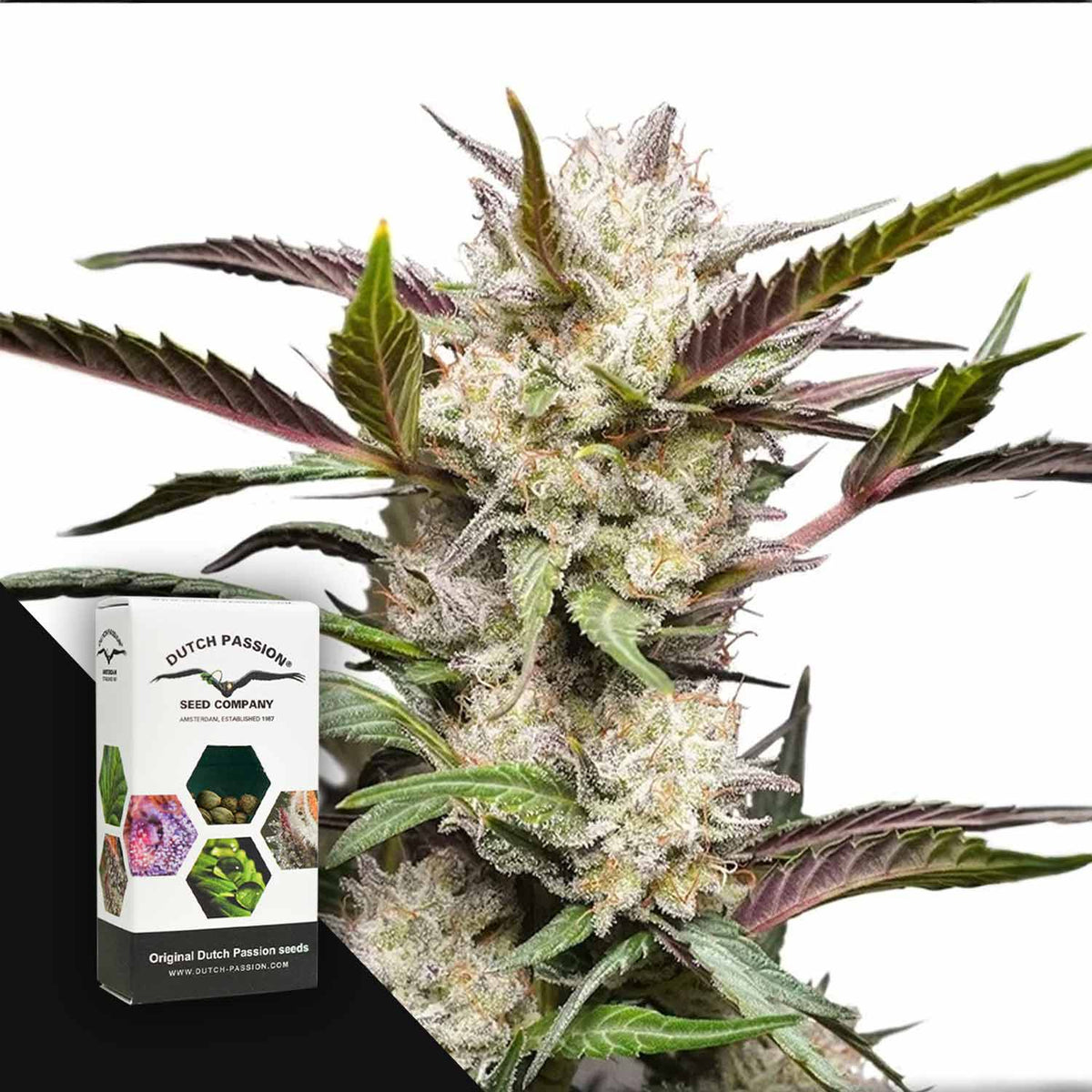 Dutch Passion - Auto Mimosa Punch