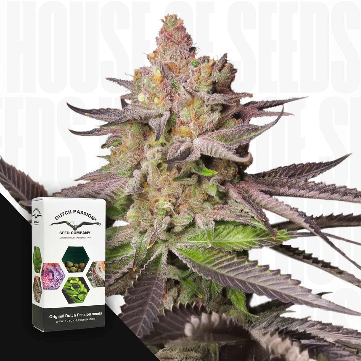 Dutch Passion - Melonade Runtz – 3 Samen