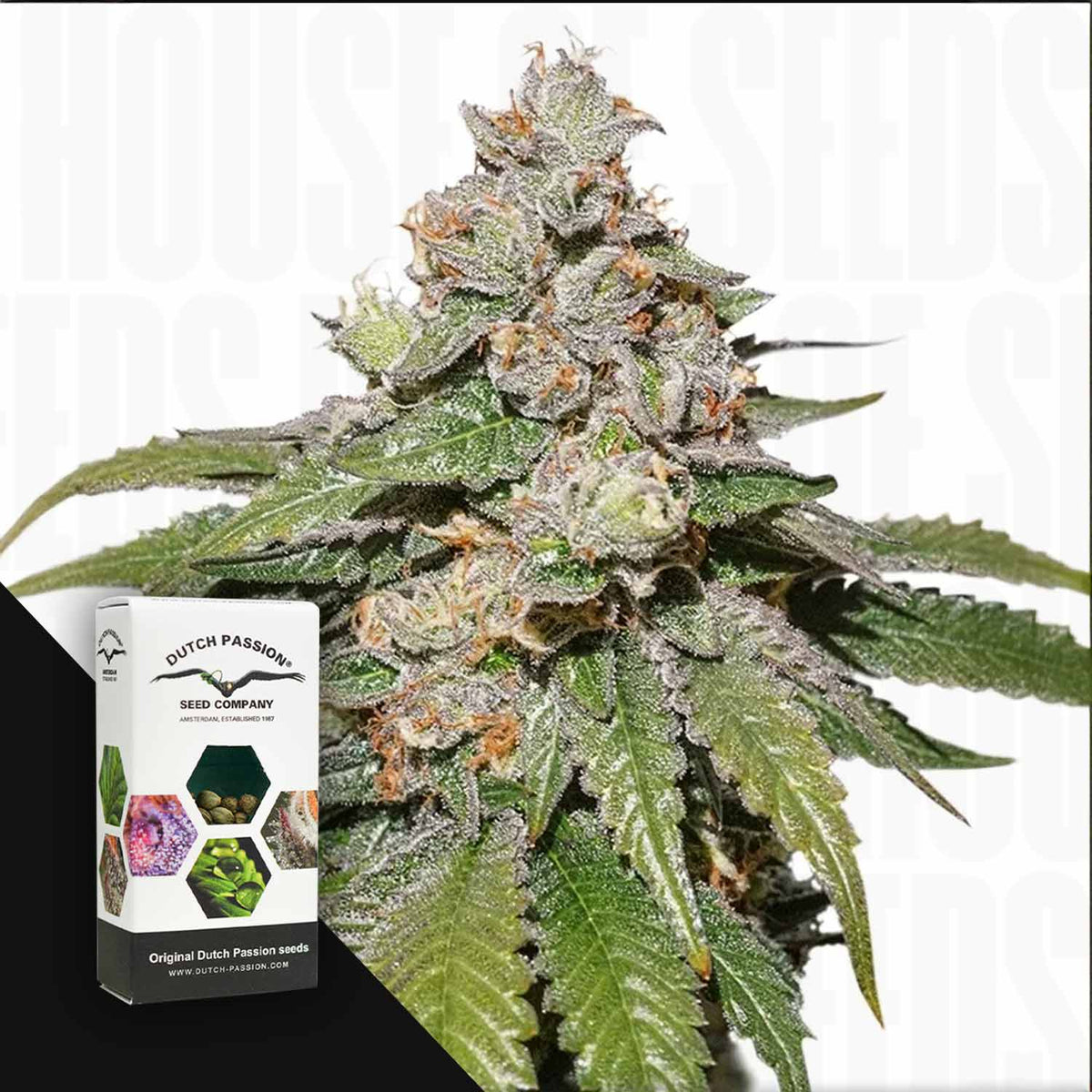 Dutch Passion - Auto Mokum's Tulip