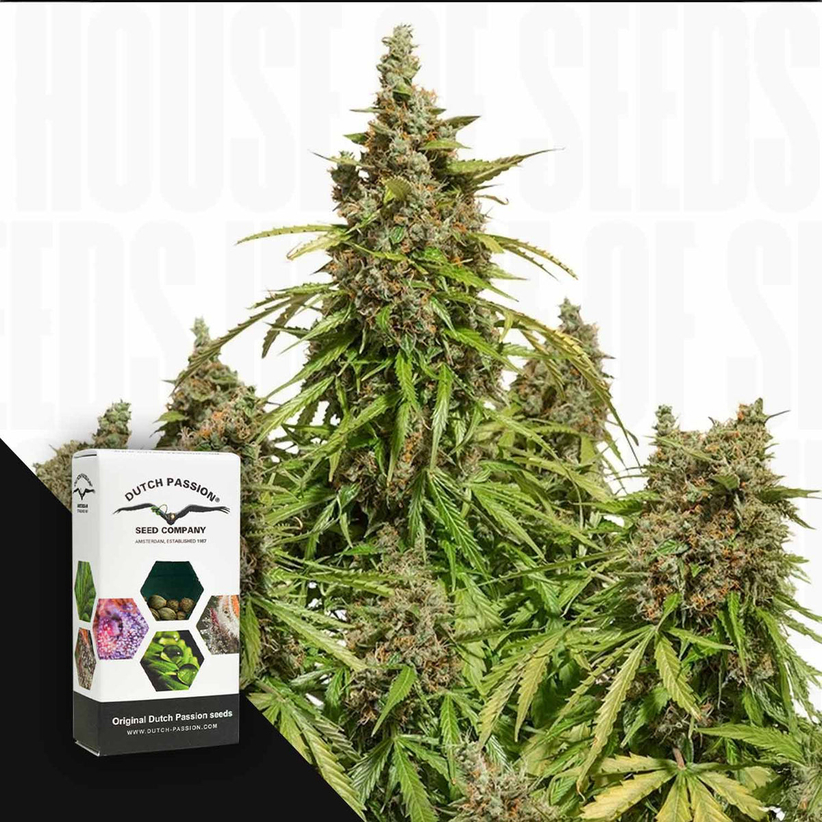 Dutch Passion - Auto Mazar