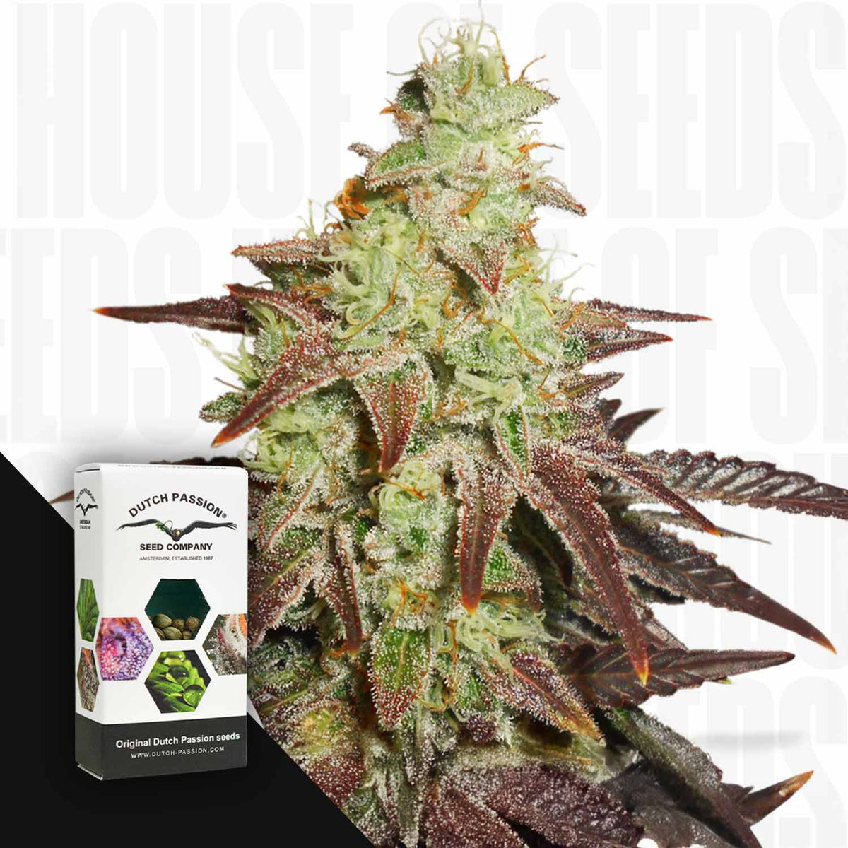Dutch Passion - Auto Night Queen