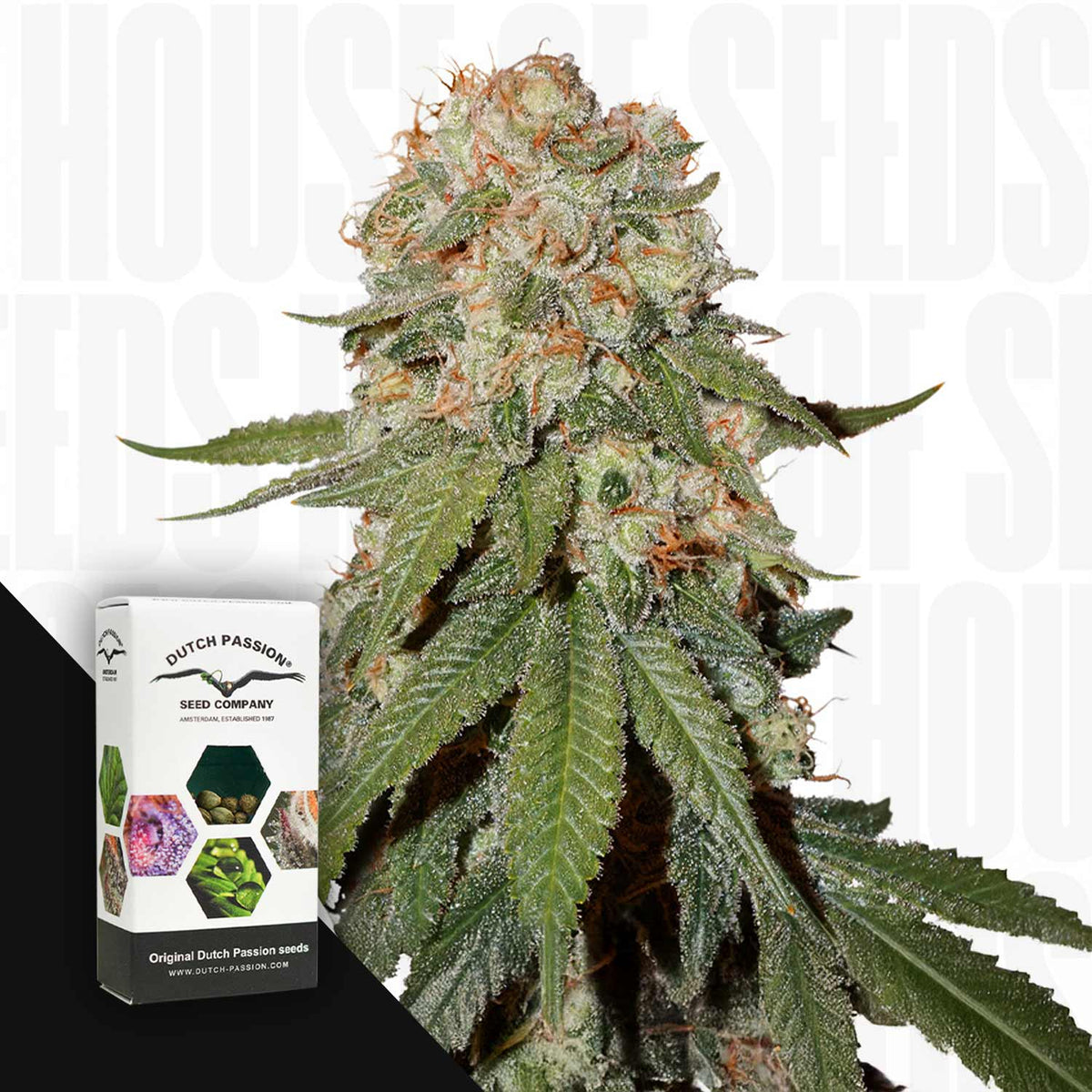 Dutch Passion - Orange Bud – 3 Samen