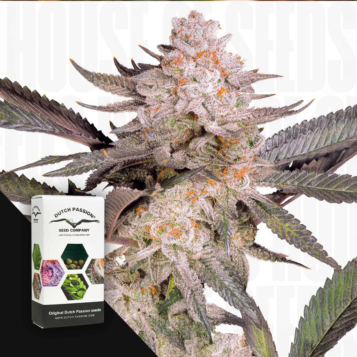 Dutch Passion - Orange Bud 2.0 – 3 Samen