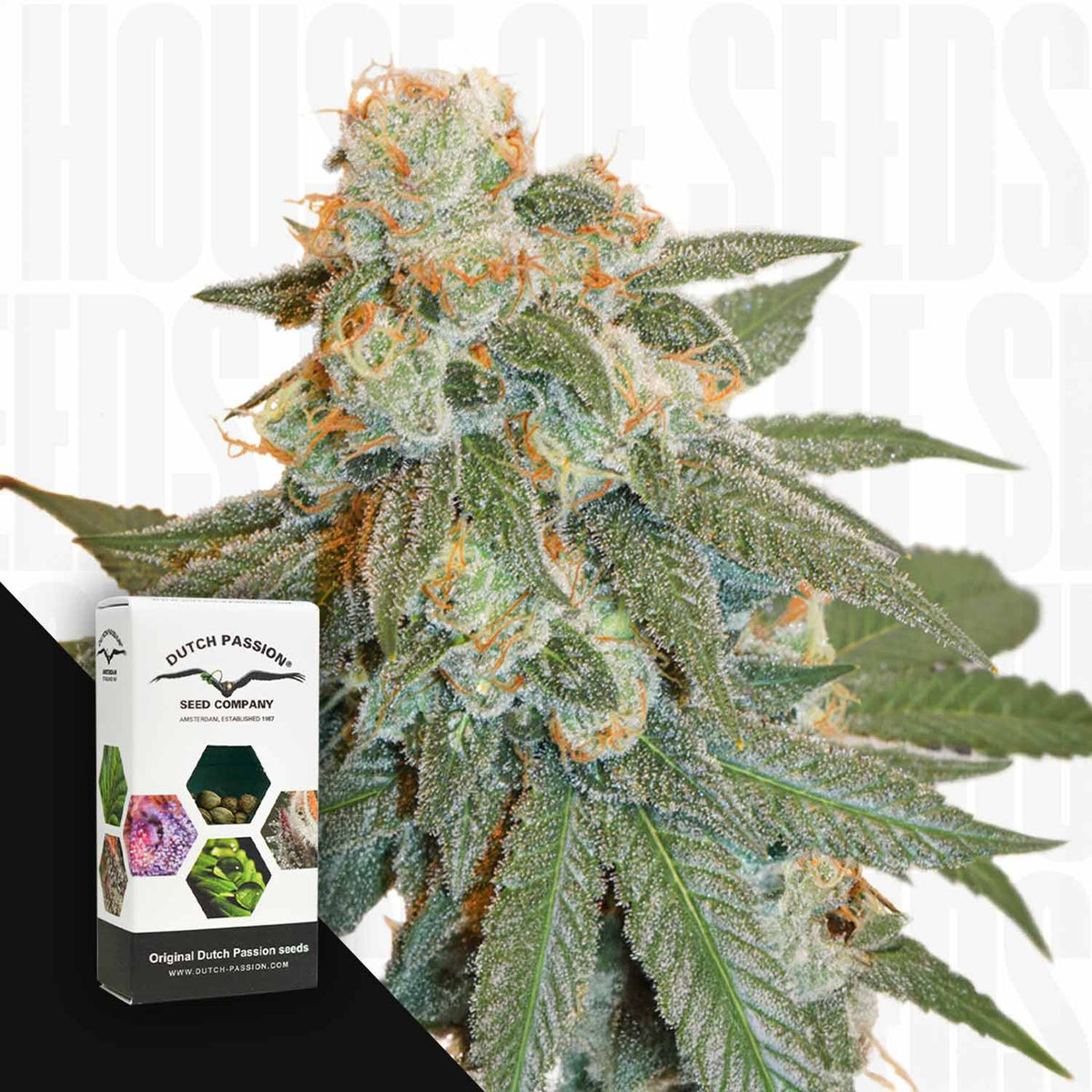 Dutch Passion - Auto Orange Bud