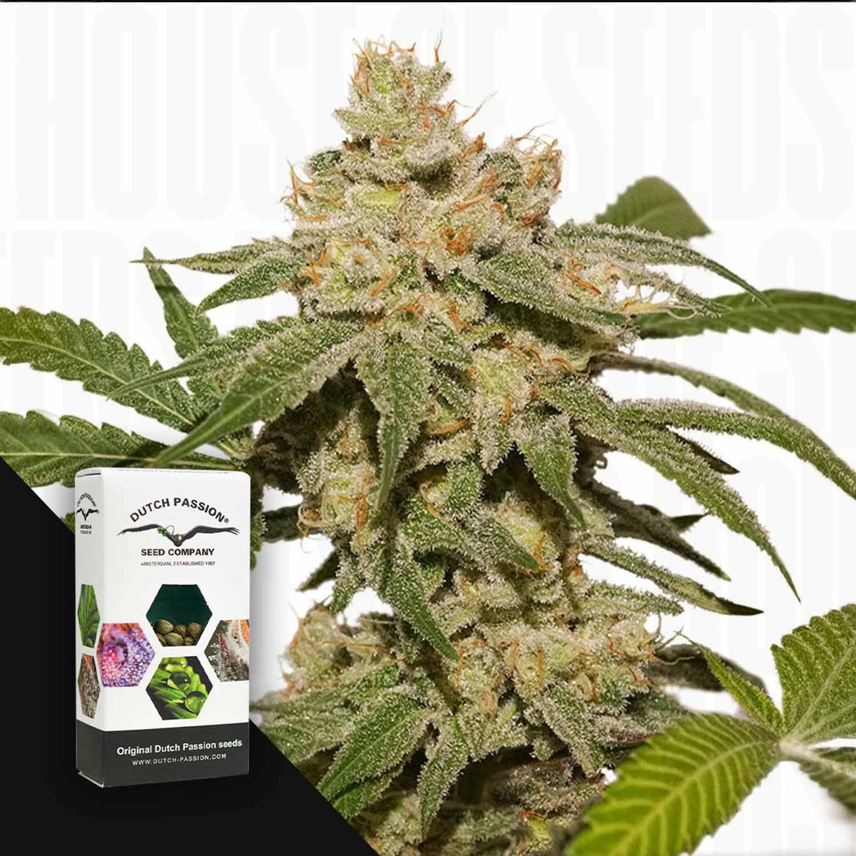 Dutch Passion - Auto Oh My Gusher