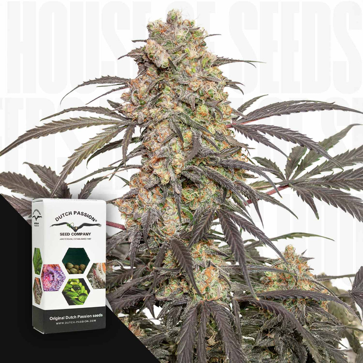 Dutch Passion - Passion Fruit – 3 Samen