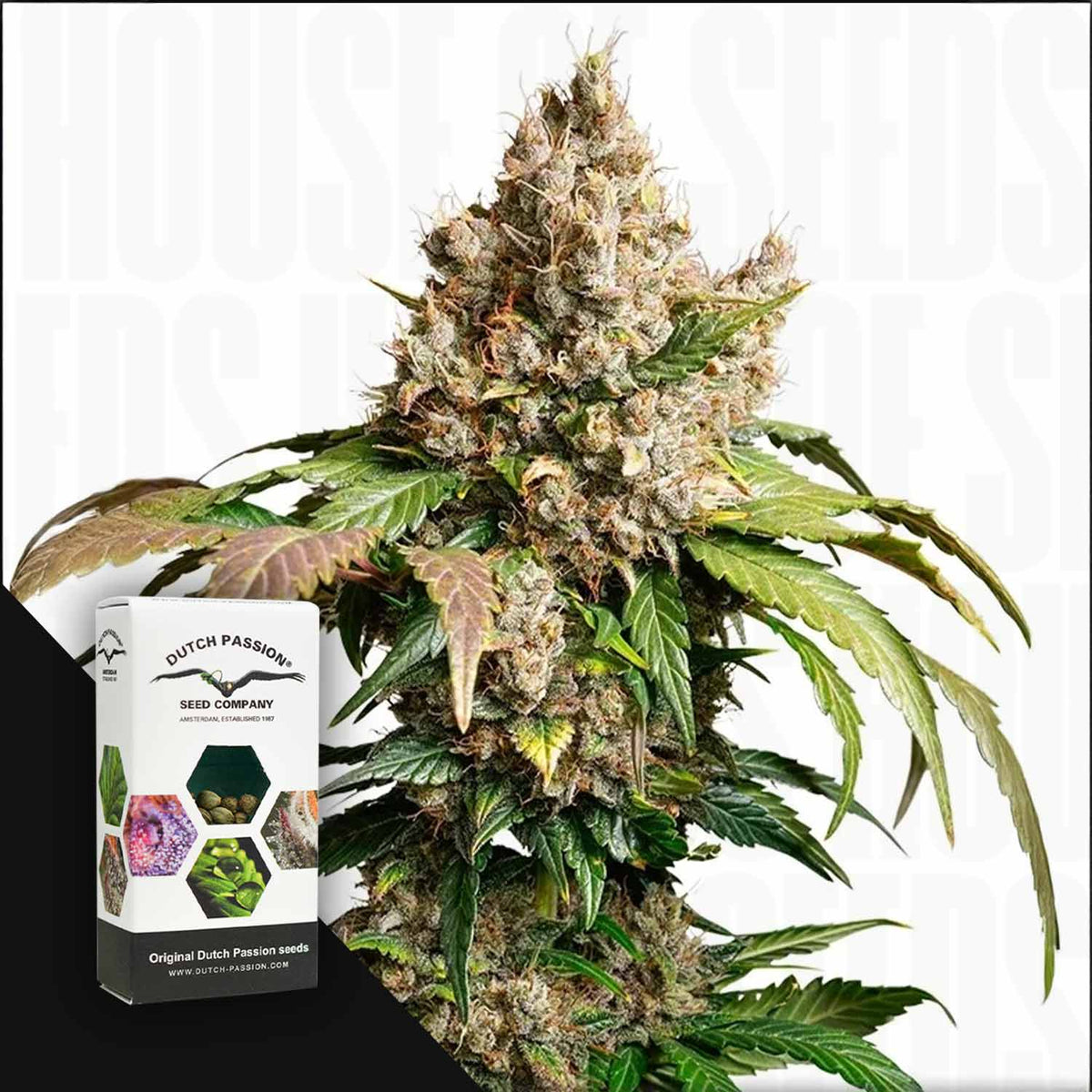 Dutch Passion - Auto Red Tropicana Cookies