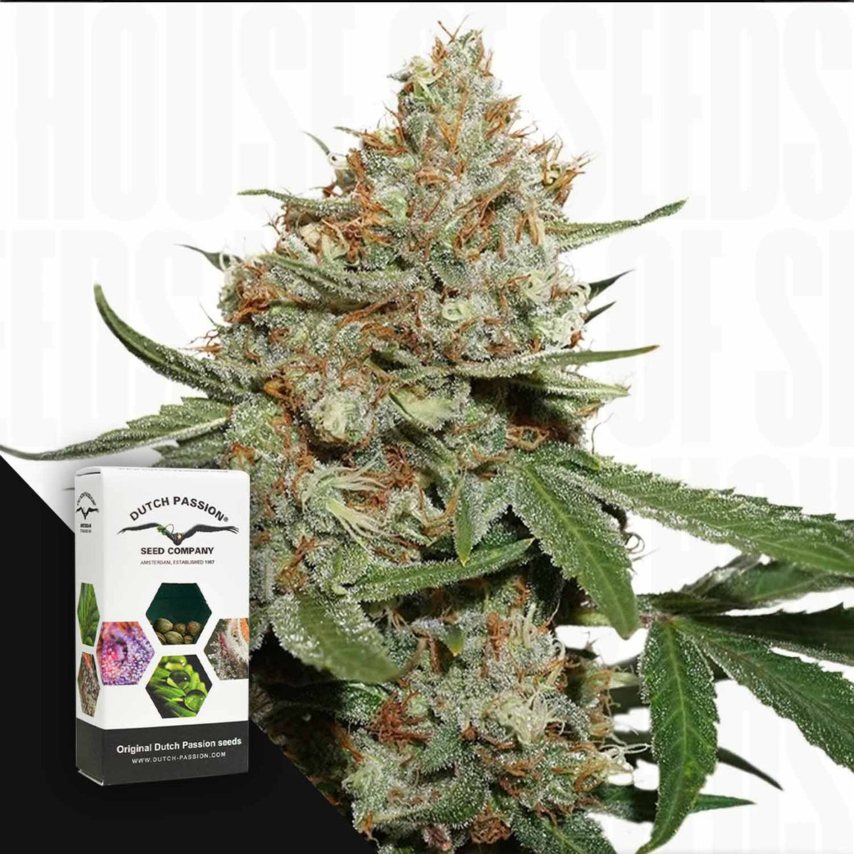 Dutch Passion - Skunk #11 – 3 Samen