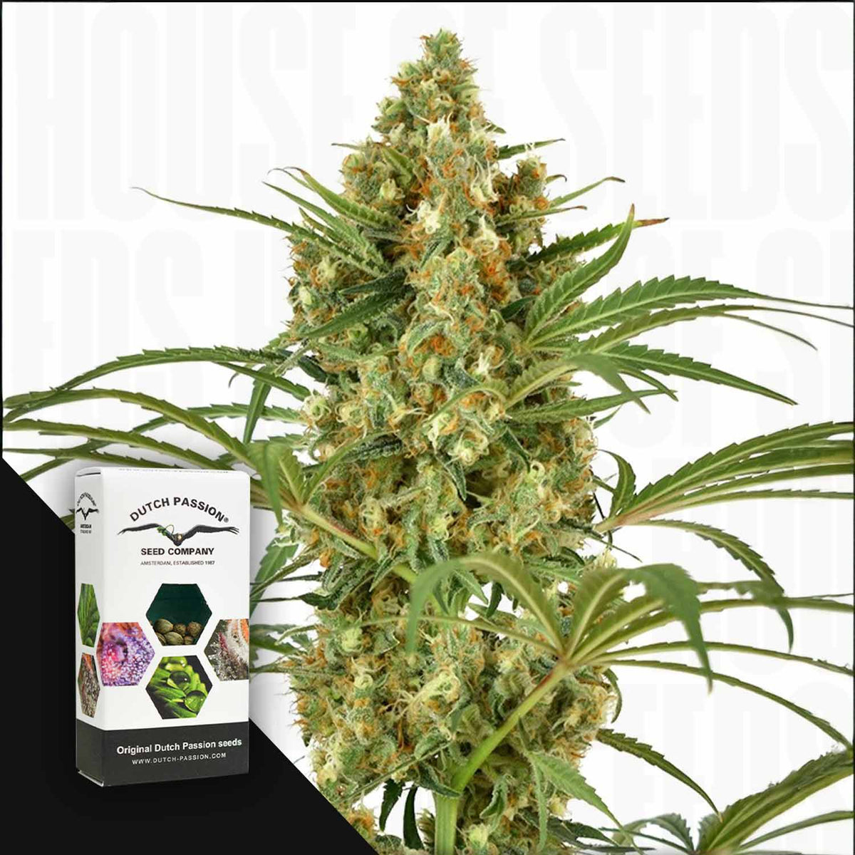 Dutch Passion - SnowBud