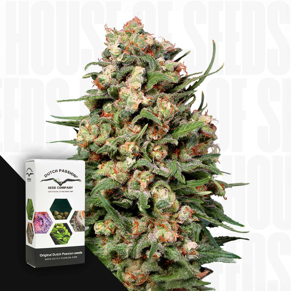 Dutch Passion - Skunk #1