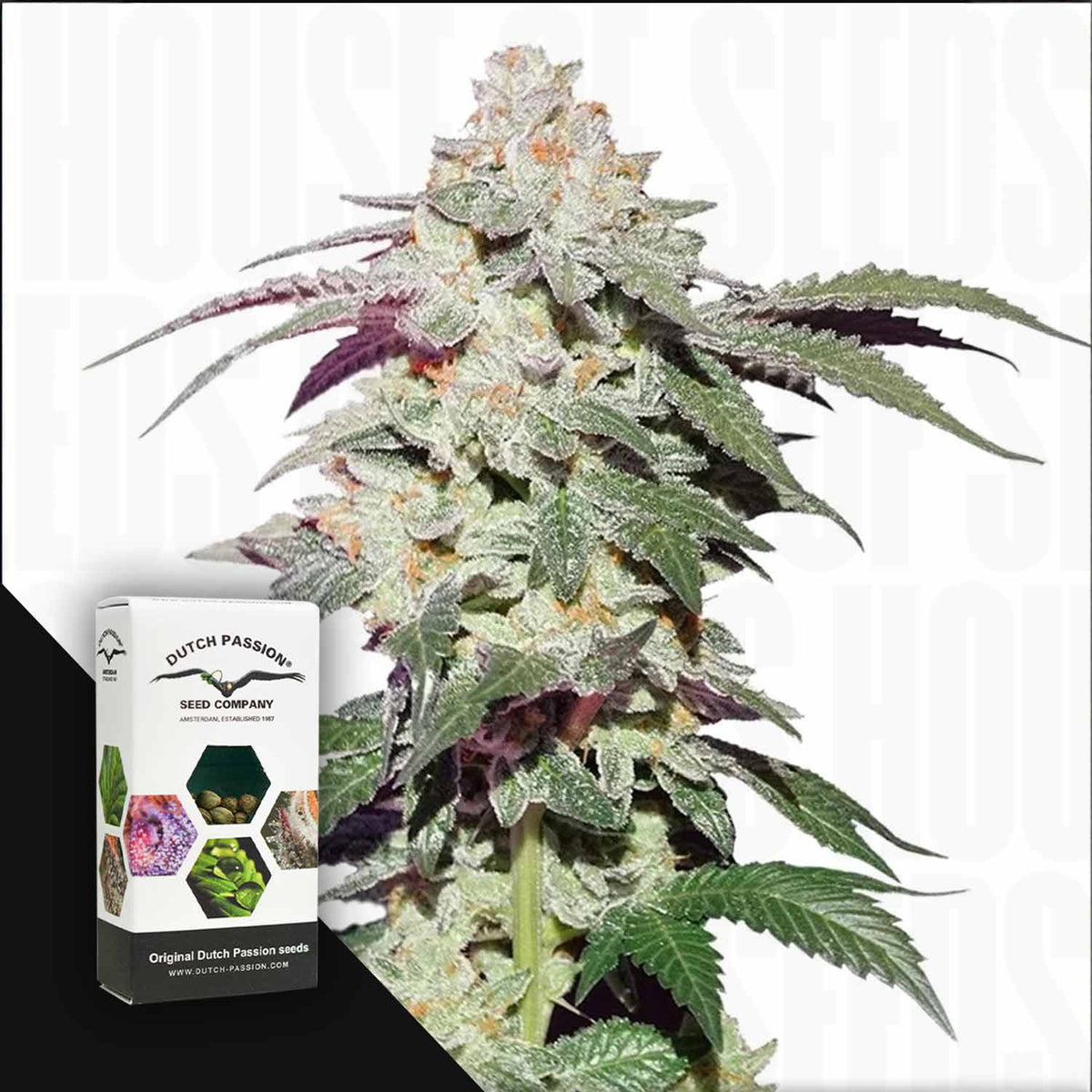 Dutch Passion - Skywalker Haze – 3 Samen