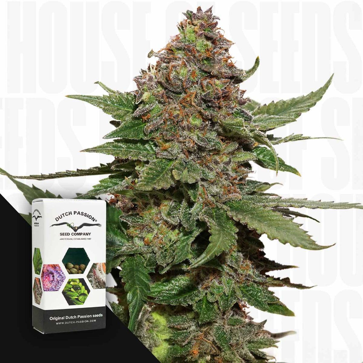 Dutch Passion - Strawberry Cough