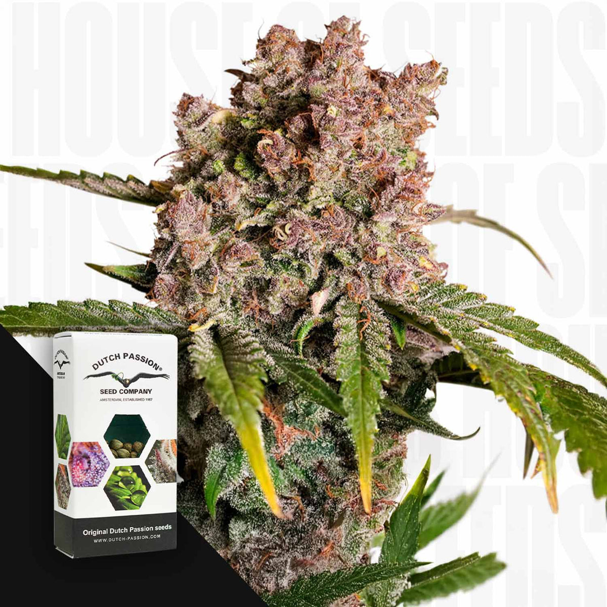 Dutch Passion - Auto Strawberry Soda