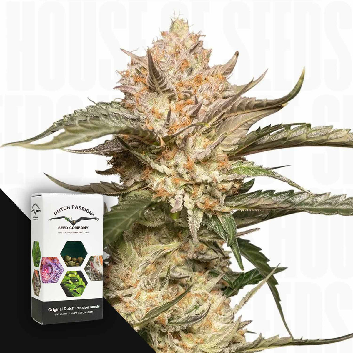 Dutch Passion - Auto Trichome & Cream