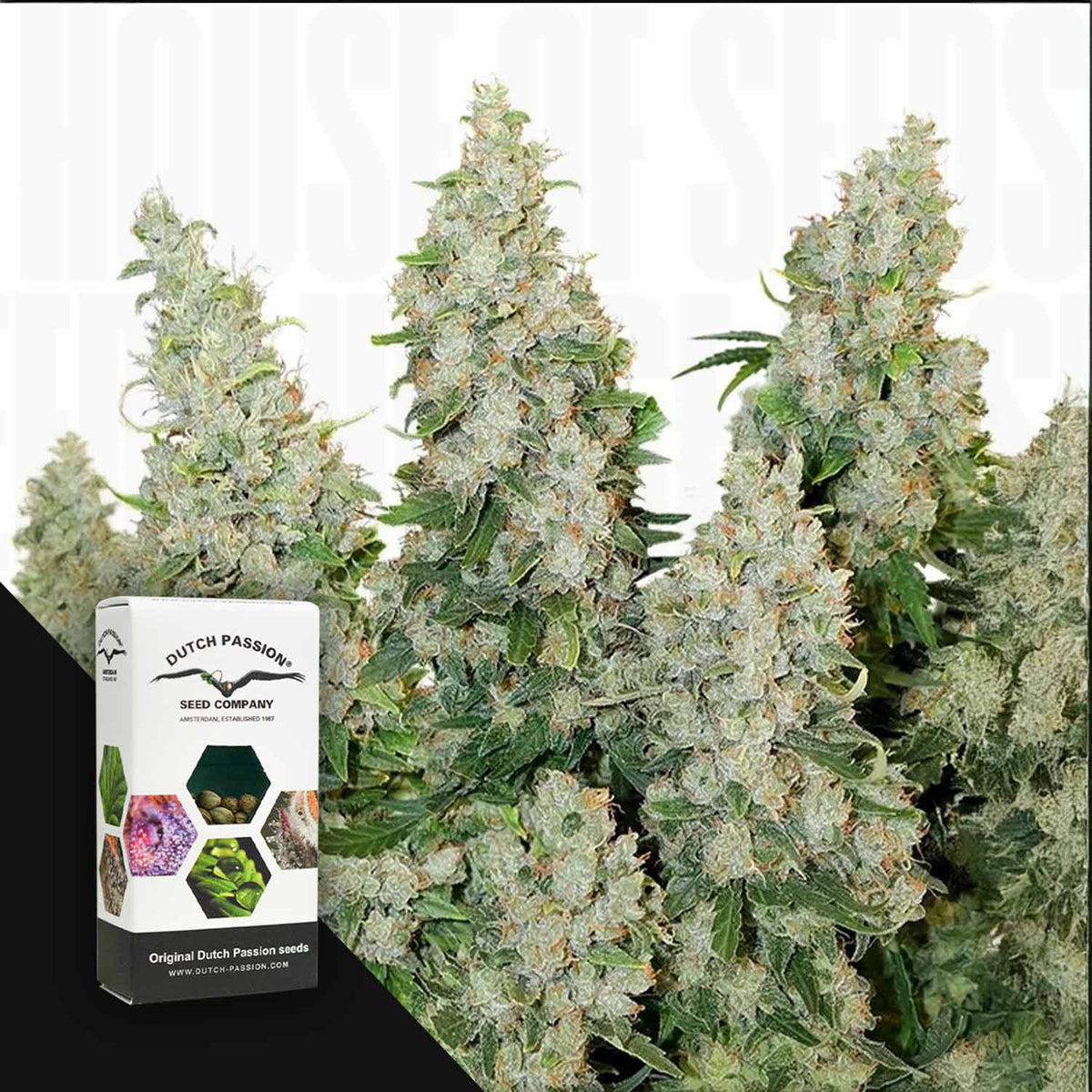 Dutch Passion - Auto Think Different