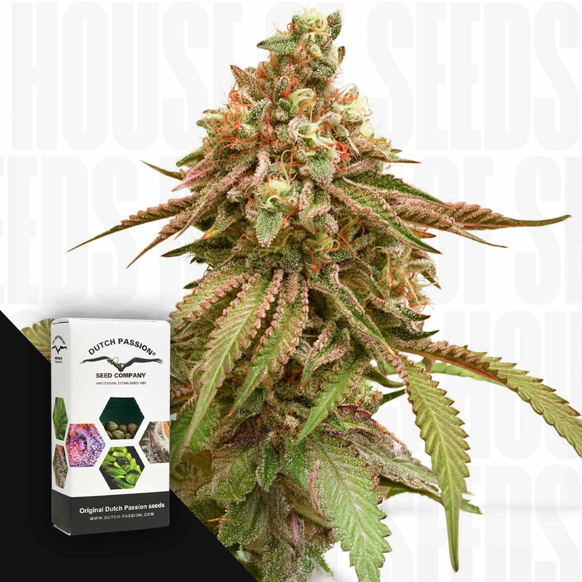 Dutch Passion - Tropical Tangie