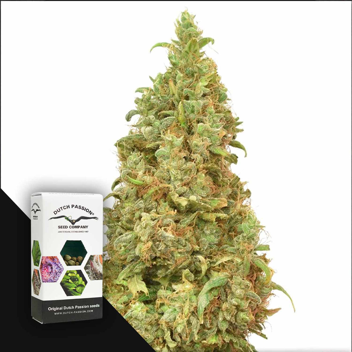 Dutch Passion - THC-Victory