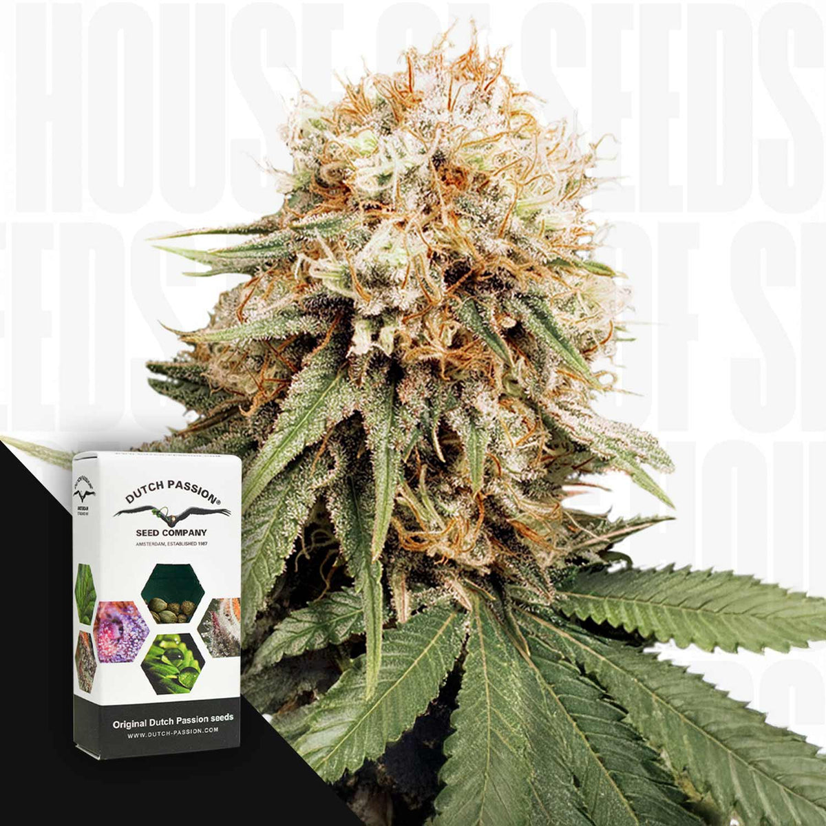 Dutch Passion - White Widow