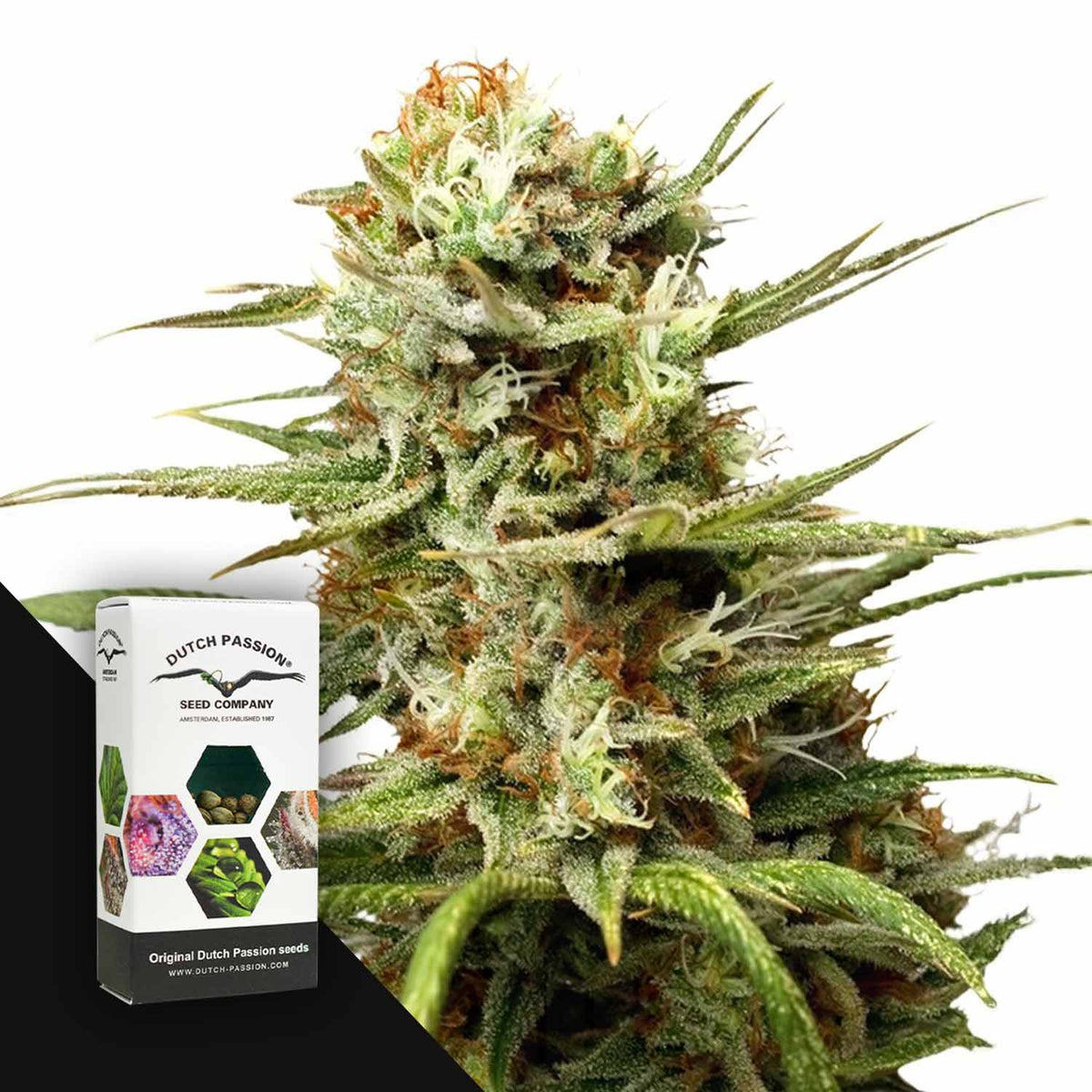 Dutch Passion - Auto White Widow