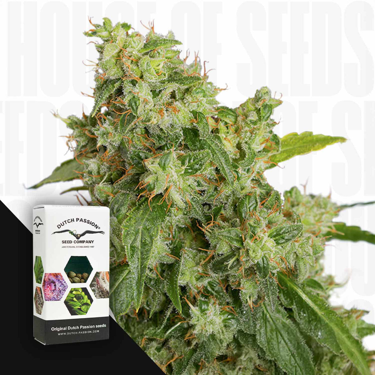 Dutch Passion - Auto Xtreme Haze