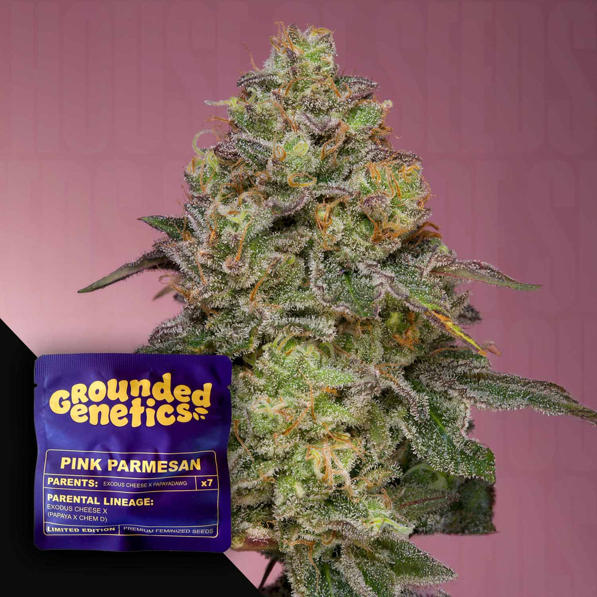 Grounded Genetics - Pink Parmesan
