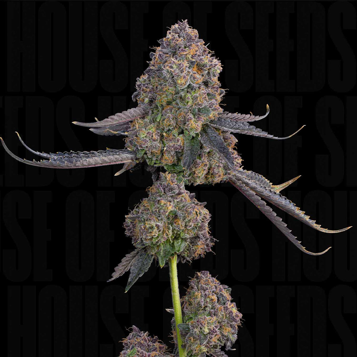 Grounded Genetics - Plumz
