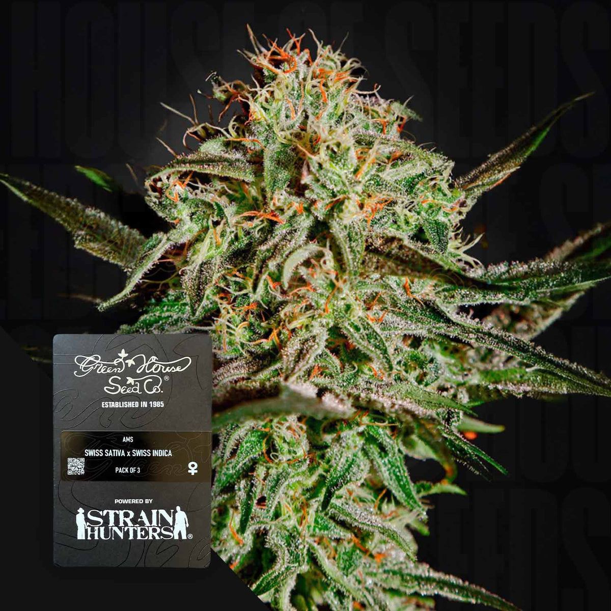 Green House Seeds - A.M.S.
