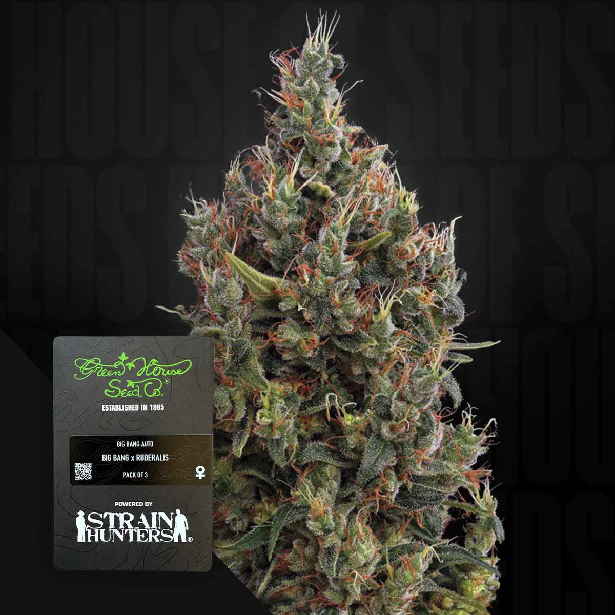 Green House Seeds - Big Bang Auto