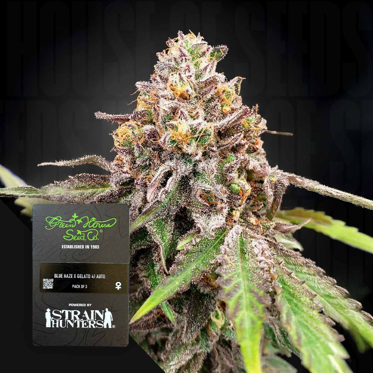 Green House Seeds - Blue Haze x Gelato 41 Auto