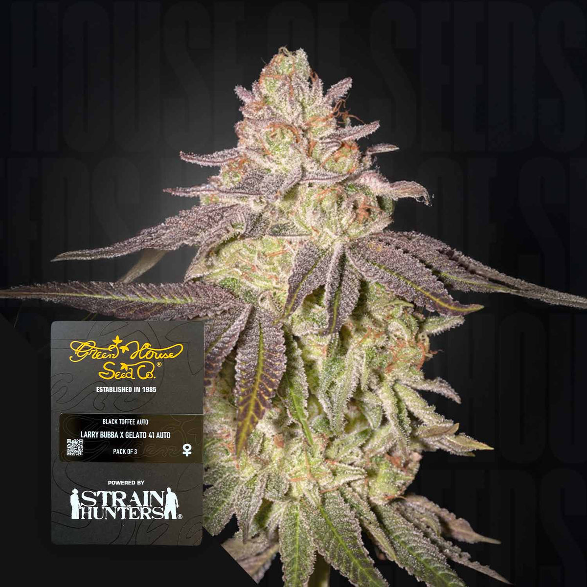 Green House Seeds - Black Toffee Auto