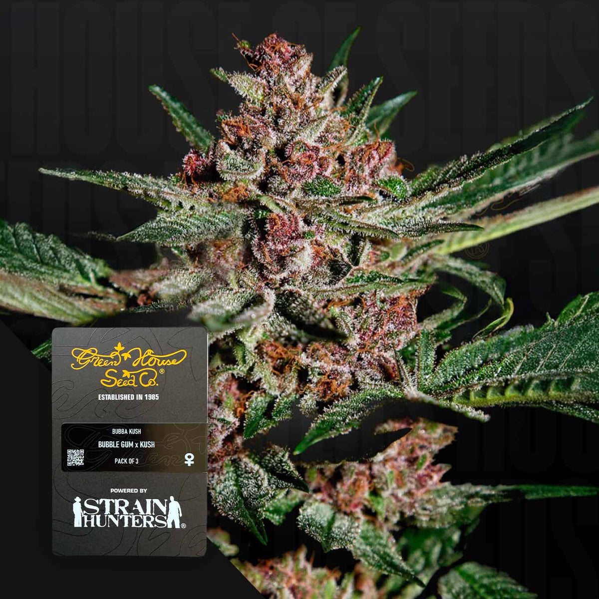 Green House Seeds - Bubba Kush