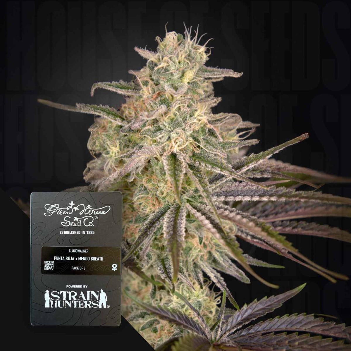 Green House Seeds - Cloudwalker