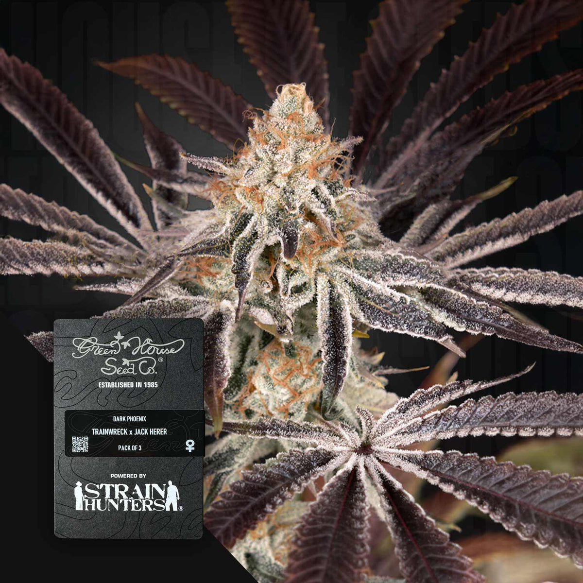 Green House Seeds - Dark Phoenix